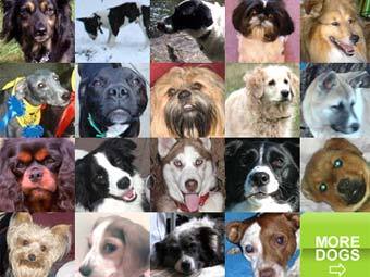   doggysnaps.com