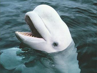 Кит-белуха. Фото с сайта whales.org Кит-белуха. Фото с сайта whales.org