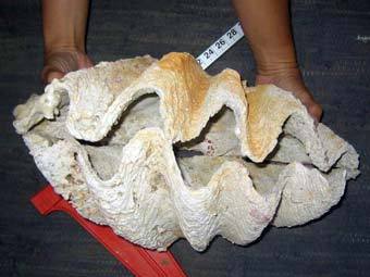 Раковина гигантского моллюска Tridacna costata. Фото авторов исследования  Раковина гигантского моллюска Tridacna costata. Фото авторов исследования