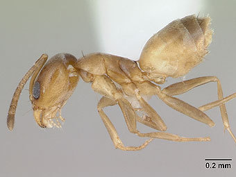 Муравей вида Forelius pusillus. Фото с сайта antweb.org Муравей вида Forelius pusillus. Фото с сайта antweb.org