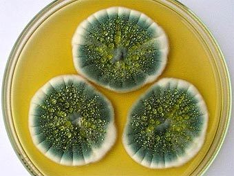 Колонии плесневого грибка Penicillium chrysogenum на чашке Петри. Фото с сайта sci.muni.cz Колонии плесневого грибка Penicillium chrysogenum на чашке Петри. Фото с сайта sci.muni.cz