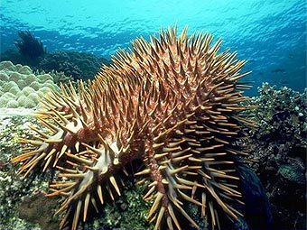 Морская звезда терновый венец. Фото с сайта animaldiversity.ummz.umich.edu Морская звезда терновый венец. Фото с сайта animaldiversity.ummz.umich.edu