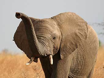 Африканский слон относится к видам, находящимся в опасности. Фото с сайта iucn.org Африканский слон относится к видам, находящимся в опасности. Фото с сайта iucn.org