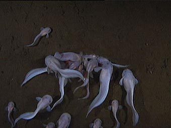 Морские слизни Pseudoliparis amblystomopsis, снятые на глубине 7703 метра. Кадр из видеозаписи исследователей Морские слизни Pseudoliparis amblystomopsis, снятые на глубине 7703 метра. Кадр из видеозаписи исследователей