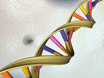 Компьютерная модель молекулы ДНК c сайта genome.gov Компьютерная модель молекулы ДНК c сайта genome.gov