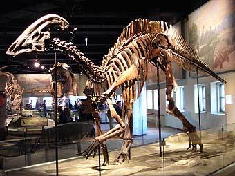 Скелет гадрозавра Parasaurolophus cyrtocristatus. Фото пользователя FunkMonk с сайта wikipedia.org Скелет гадрозавра Parasaurolophus cyrtocristatus. Фото пользователя FunkMonk с сайта wikipedia.org
