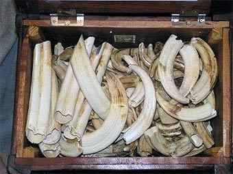  .    trophyroomcollection.com