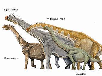Различные виды зауроподов. Изображение пользователя Haplochromis с сайта wikipedia.org Различные виды зауроподов. Изображение пользователя Haplochromis с сайта wikipedia.org