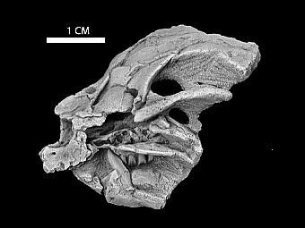 Обнаруженный череп детеныша Heterodontosaurus. Фото авторов исследования Обнаруженный череп детеныша Heterodontosaurus. Фото авторов исследования