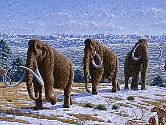 Мамонты. Изображение пользователя FunkMonk с сайта wikipedia.org Мамонты. Изображение пользователя FunkMonk с сайта wikipedia.org