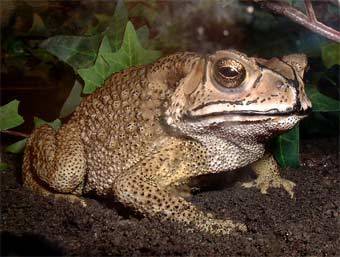 Жаба Bufo melanostictus. Снимок пользователя Toadilytoads с сайта wikimedia.org Жаба Bufo melanostictus. Снимок пользователя Toadilytoads с сайта wikimedia.org