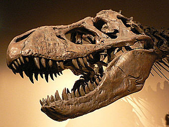 Фрагмент скелета Tyrannosaurus rex, выставленного в Париже. Фото пользователя David.Monniaux с сайта wikipedia.org Фрагмент скелета Tyrannosaurus rex, выставленного в Париже. Фото пользователя David.Monniaux с сайта wikipedia.org