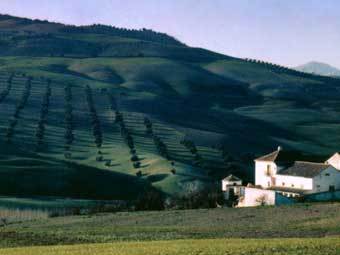 Оливковая плантация в Испании. Снимок Mick Stephenson с сайта wikipedia.org Оливковая плантация в Испании. Снимок Mick Stephenson с сайта wikipedia.org