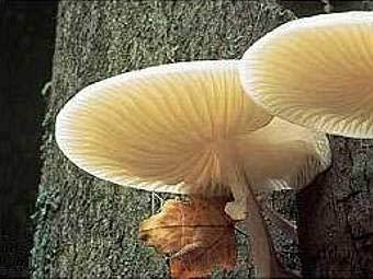 Грибы-паразиты Oudemansiella nocturnum на дереве. Фото пользователя -Ilhador- с сайта wikipedia.org Грибы-паразиты Oudemansiella nocturnum на дереве. Фото пользователя -Ilhador- с сайта wikipedia.org