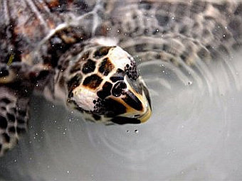 Черепаха. Фото ©AFP Черепаха. Фото ©AFP