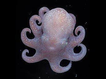     Megaleledone setebos.   