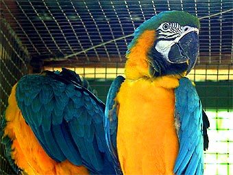 Фото с сайта sophia.smith.edu Фото с сайта sophia.smith.edu