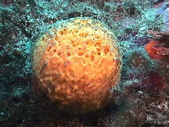   Tethya aurantium.    metridium.com