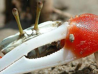 Клешня манящего краба. Фото с сайта Австралийского Национального Университета, www.anu.edu.au Клешня манящего краба. Фото с сайта Австралийского Национального Университета, www.anu.edu.au