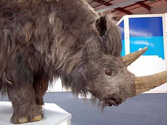 Чучело шерстистого носорога. Фото с сайта mammothivory.info Чучело шерстистого носорога. Фото с сайта mammothivory.info