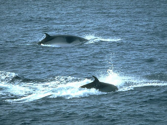 Малые полосатики в открытом море. Фото с сайта exzooberance.com Малые полосатики в открытом море. Фото с сайта exzooberance.com