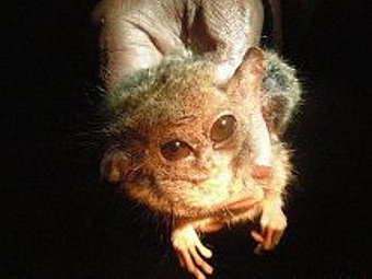 Пигмей-долгопят. Снимок авторов исследования Пигмей-долгопят. Снимок авторов исследования