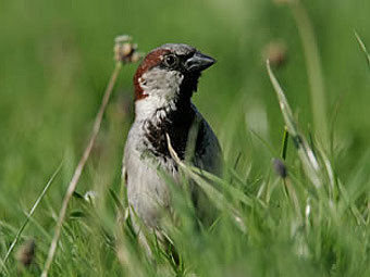 Воробей. Фото с сайта rspb.org.uk Воробей. Фото с сайта rspb.org.uk