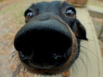 Фото с сайта squidoo.com Фото с сайта squidoo.com