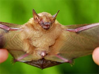  ,    Rhogeessa,      .     