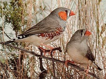 .    adelaidezebrafinchsociety.com