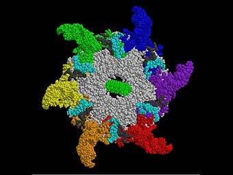     phi29.   , www.purdue.edu.