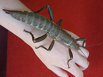 Dryococelus australis -    .    insectissima.de