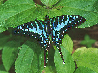  Graphium policenes.   ,   " ".    learnaboutbutterflies.com