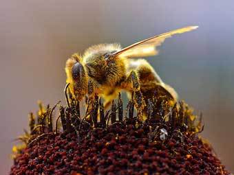   .  Jon Sullivan   wikipedia.org