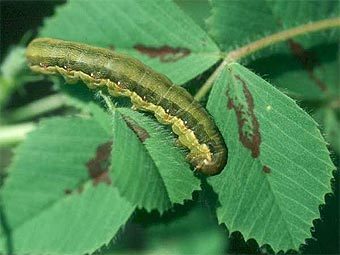  Spodoptera exigua.    uark.edu