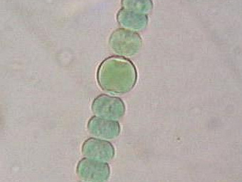  -    ""    .   Korrigan   wikipedia.org