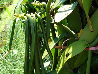  .   Bouba   wikipedia.org