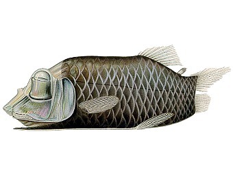   Opisthoproctus_soleatus.     ""  .   Hadal   wikipedia.org