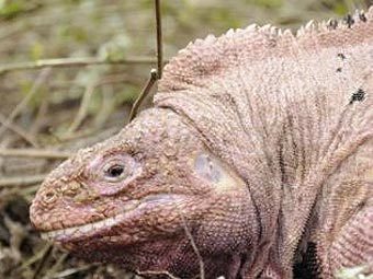   Conolophus rosada   .  ©AFP