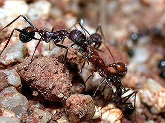  Aphaenogaster cockerelli.  Alex Wild   discoverlife.org