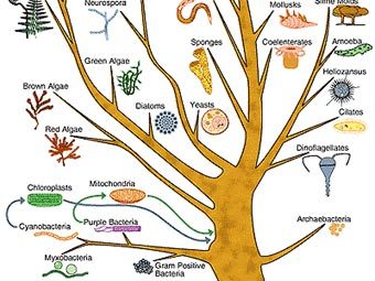    .    bordalierinstitute.com