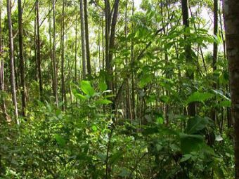  -.    treehugger.com