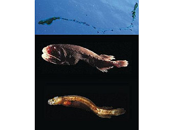   Megalomycteridae (), Cetomimidae ( )  Mirapinnidae (),    .   