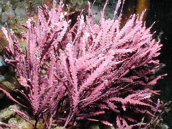  Calliarthron cheilosporioides.    californiadiveboats.com