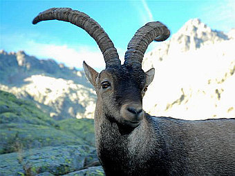    Capra pyrenaica pyrenaica.    urbanmanagement.es