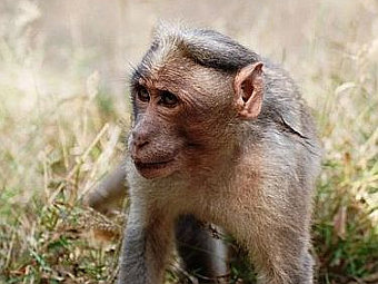 .   Kjrajesh   wikipedia.org