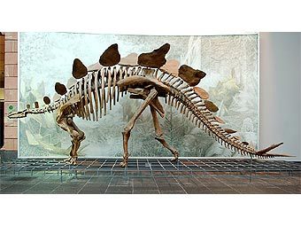    Stegosaurus stenops.         .   EvaK   wikipedia.org