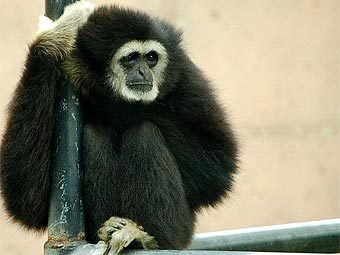   Hylobates lar.   Cropbot   wikipedia.org