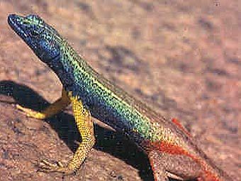  Platysaurus broadleyi.  Martin Whiting   web.wits.ac.za