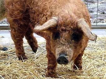  .    pigparadise.com